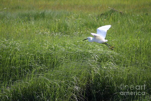 Birds Art Print featuring the photograph Snowy Egret by David Bishop