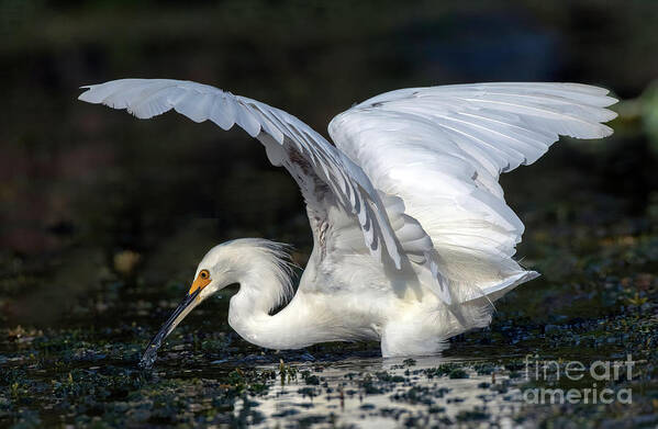 Birds Art Print featuring the photograph Snowy Egret Fishing by DB Hayes