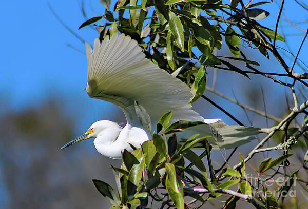 Nature Art Print featuring the photograph Snowy Egret Taking Flight - Egretta Thula by DB Hayes