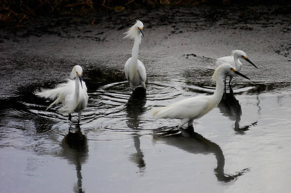 Snowy Egret Art Print featuring the photograph Snowy Egrets I by Jane Melgaard