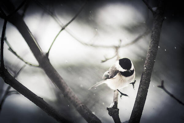 Chickadee Art Print featuring the photograph Snowy Landing by Shane Holsclaw