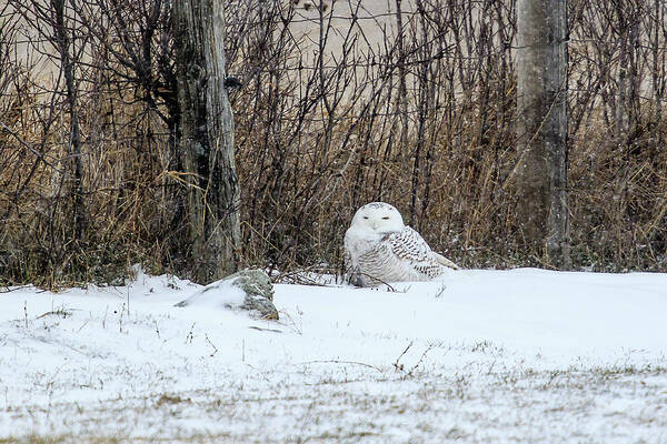 Rural Art Print featuring the photograph Snowy Owl 3 by Gary Hall