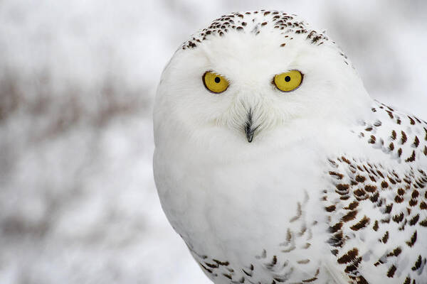 Owl Art Print featuring the photograph Snowy Owl by Angie Rea