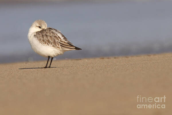 Snowy Plover Art Print featuring the photograph Snowy Plover Resting With Beak Tucked In Feathers by Max Allen