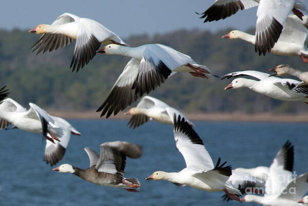 Snow Geese Art Print featuring the photograph Soaring on the Wing by Karen Jorstad