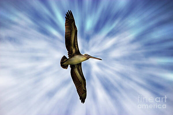 Pelican Art Print featuring the photograph Soaring With Ease At Puerto Lopez by Al Bourassa