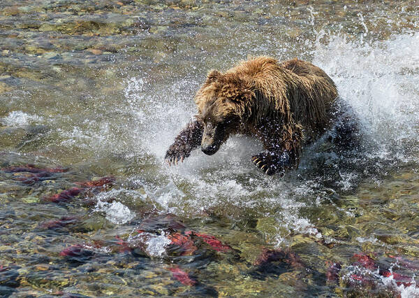 Alaska Art Print featuring the photograph Sockeye in Sight by Cheryl Strahl