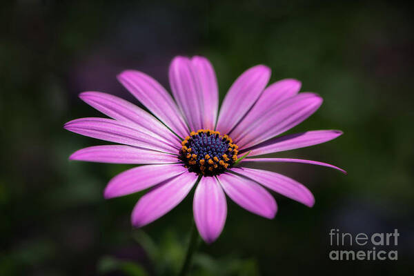 Flower Art Print featuring the photograph Soft Petals by Andrea Silies