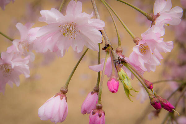 Duke University Art Print featuring the photograph Soft Spring Blossoms by Joni Eskridge