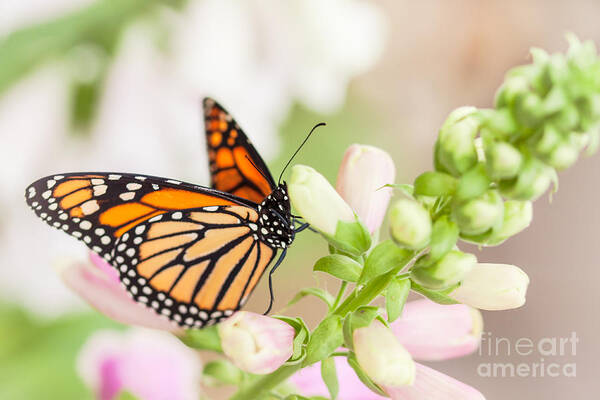 Monarch Butterfly Art Print featuring the photograph Soft Spring Butterfly by Ana V Ramirez