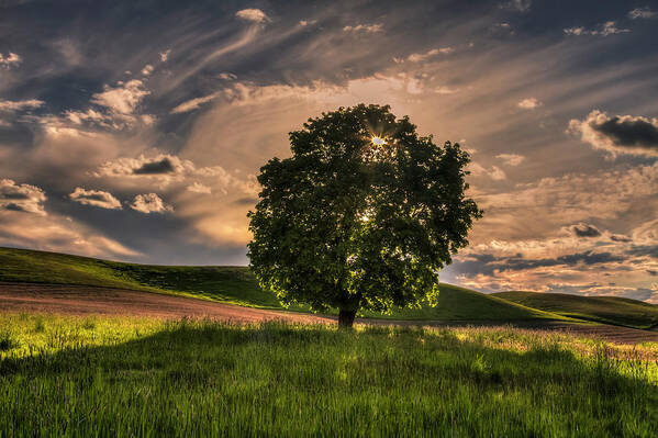 Palouse Art Print featuring the photograph Solitarty Backlit Tree in the Palouse by Mark Kiver