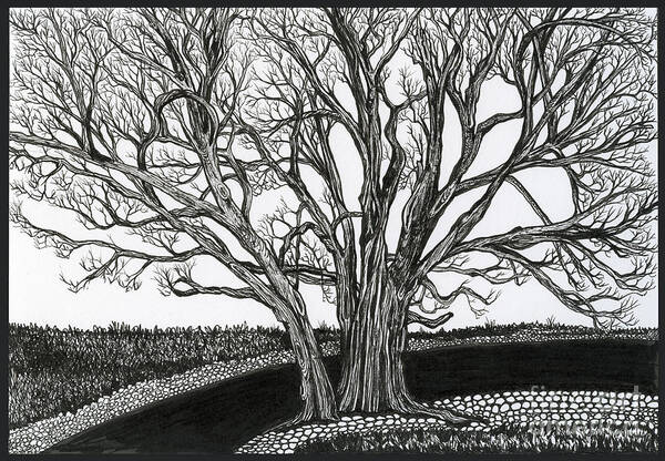 Old Tree Art Print featuring the drawing Solitary by Danielle Scott