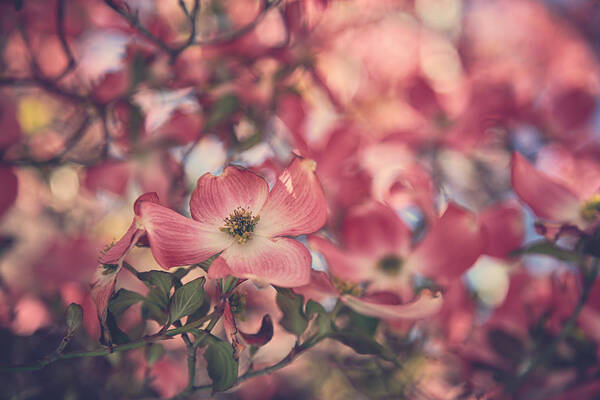 Dogwood Art Print featuring the photograph Some Souls Just Shine by Laurie Search