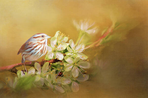 Songbird Art Print featuring the photograph Song Sparrow by Cathy Kovarik