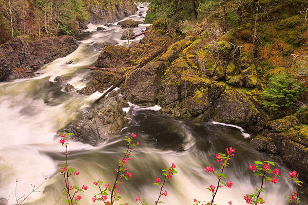 Wall Art Print featuring the photograph Sooke Creek by Alan W