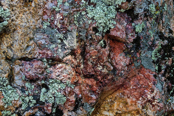 Lichen Art Print featuring the photograph South Dakota Lichen by Ira Marcus