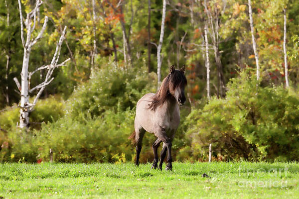 Wild Horse Art Print featuring the photograph Spanish Mustang by JBK Photo Art