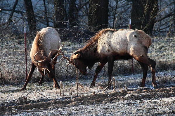 Bull Elk Art Print featuring the photograph Sparring Elk in February by Michael Dougherty