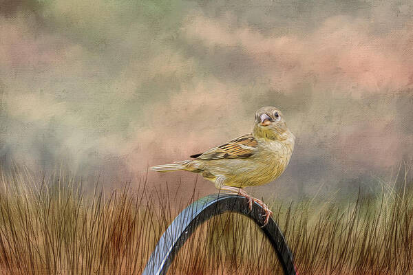 Sparrow Art Print featuring the photograph Sparrow in the Grass by Cathy Kovarik