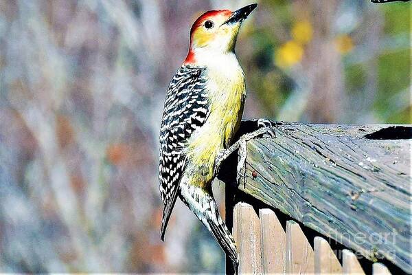 Bird Art Print featuring the photograph Spirit by Brianna Kelly