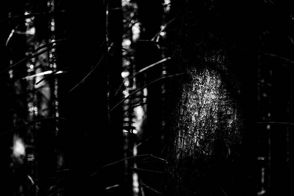 Wilderness Art Print featuring the photograph Spotlight in the Woods Black and White by Pelo Blanco Photo