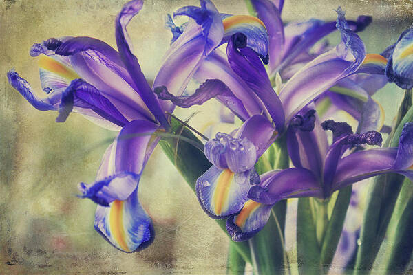 Iris Art Print featuring the photograph Spread Love by Laurie Search