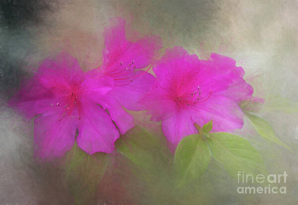 Azaleas Art Print featuring the photograph Spring Beauties - Tony Sweet Sketch by Michelle Tinger
