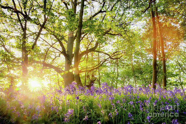 Sunrise Art Print featuring the photograph Spring bluebell forest with beautiful sunrise in Norfolk by Simon Bratt