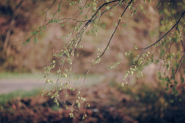 Spring Art Print featuring the photograph Spring Buds by Amber Flowers