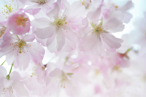 Jenny Rainbow Fine Art Photography Art Print featuring the photograph Spring Chorus by Jenny Rainbow