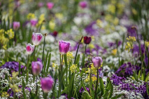 Spring Art Print featuring the photograph Spring Colors by Eva Lechner