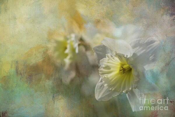 Daffodils Art Print featuring the photograph Spring Daffodils by Eva Lechner