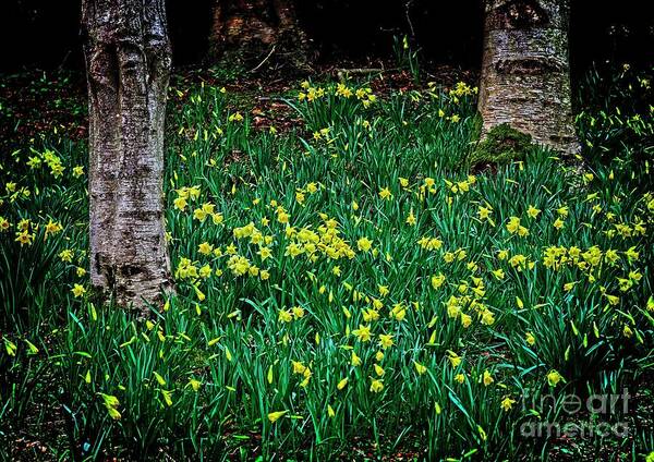 Flowers Art Print featuring the photograph Spring Daffoldils by Martyn Arnold