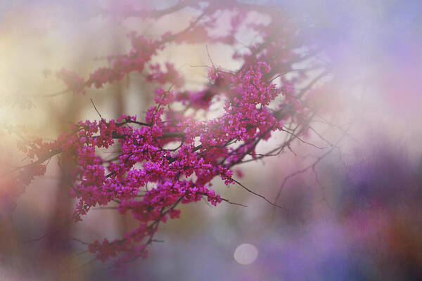 Nature Art Print featuring the photograph Spring Dream I by Toni Hopper