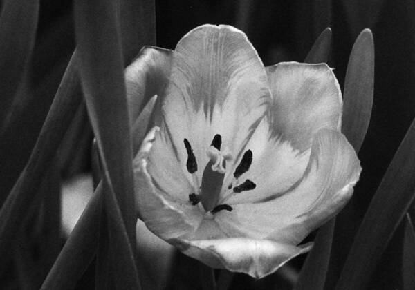 Tulip Art Print featuring the photograph Spring Fever 28 by Pamela Critchlow