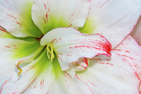 White Art Print featuring the photograph Spring Flower Macro by Bob Slitzan