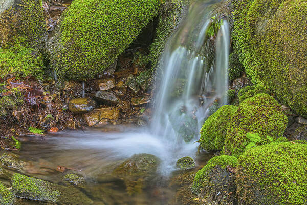 Spring Art Print featuring the photograph Spring Has Sprung A Study 0f Moss And Water by Angelo Marcialis