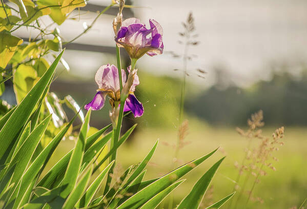 Iris Art Print featuring the photograph Spring Iris in Tennessee by Debbie Karnes