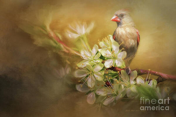 Female Cardinal Art Print featuring the photograph Spring is in the Air by Linda Blair
