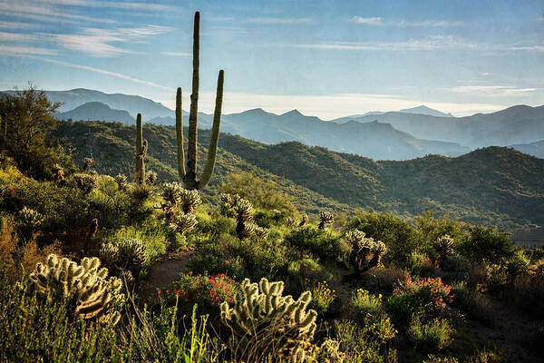 Arizona Art Print featuring the photograph Spring Morning in the Sonoran by Saija Lehtonen