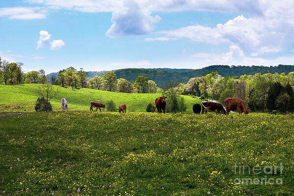 Pasture Art Print featuring the photograph Spring Pastureland by Paul Mashburn