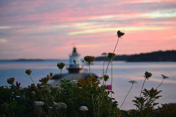 Spring Point Ledge Lighthouse Art Print featuring the photograph Pink Sky Flowers by Colleen Phaedra