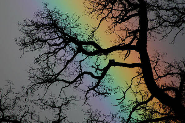 Spring Art Print featuring the photograph Spring Rainbow by Cathie Douglas