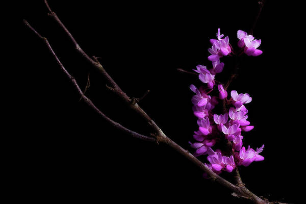 Redbud Art Print featuring the photograph Spring Time 4 by Mike Eingle