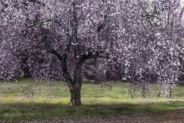 Apple Tree Art Print featuring the photograph Spring Time In The Country by Mike Eingle