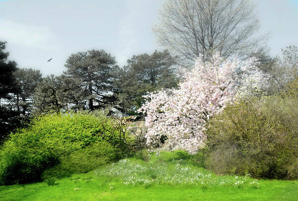 New York Botanical Gardens Art Print featuring the photograph Spring Treasures by Diana Angstadt