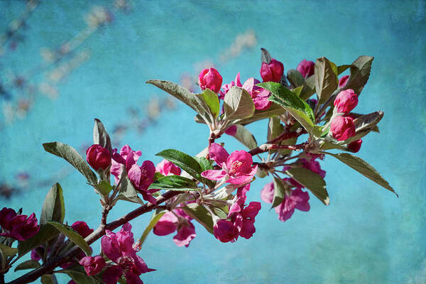 Flowers Art Print featuring the photograph Springtime Crabapple Flowers by Mary Lee Dereske