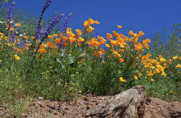 Poppies Art Print featuring the photograph Springtime in Southern California by Cliff Wassmann