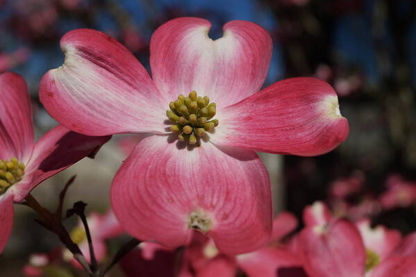 Tennessee Art Print featuring the photograph Springtime in Tennessee by Beth Collins