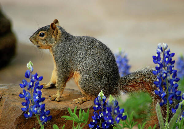 Squirrel Art Print featuring the photograph Squirrel in Texas Bluebonnets by Ted Keller